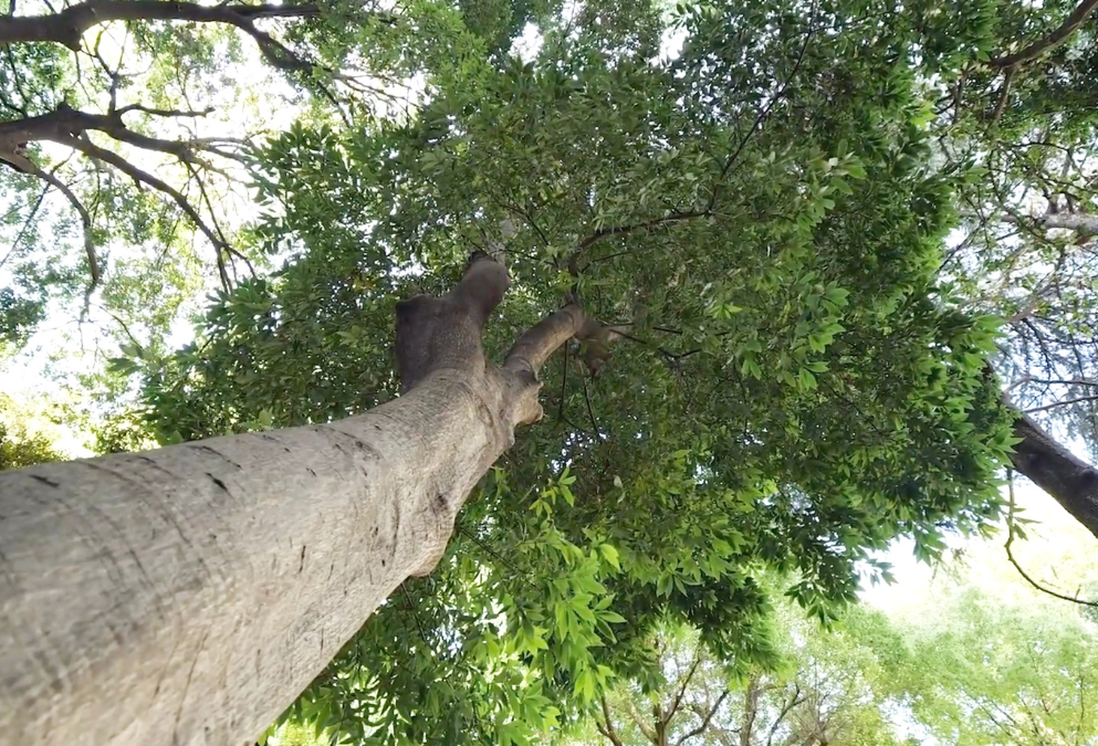 白樫の木の枝葉の揺れる影と、紫陽花の葉の影を構成したモダンなシルエット柄「フィグラーレ」。白樫は家を守る樹木としてシンボルツリーとしても植えられる木。 エバーグリーンの艶やかな葉は、光を宿しその影もまた、美しく風に揺れます